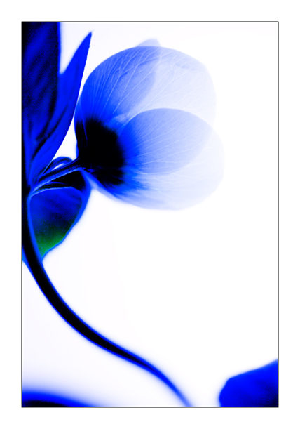 Blue Helebore 1